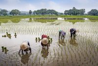 Potret lahan pertanian yang sedang digarap. (Kontributor KMM)