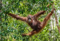 Bornean orangutan on the tree under rain in the wild nature. Central Bornean orangutan ( Pongo pygmaeus wurmbii ) on the tree  in natural habitat. Tropical Rainforest of Borneo. Indonesia