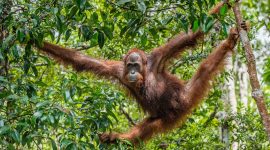 Bornean orangutan on the tree under rain in the wild nature. Central Bornean orangutan ( Pongo pygmaeus wurmbii ) on the tree  in natural habitat. Tropical Rainforest of Borneo. Indonesia