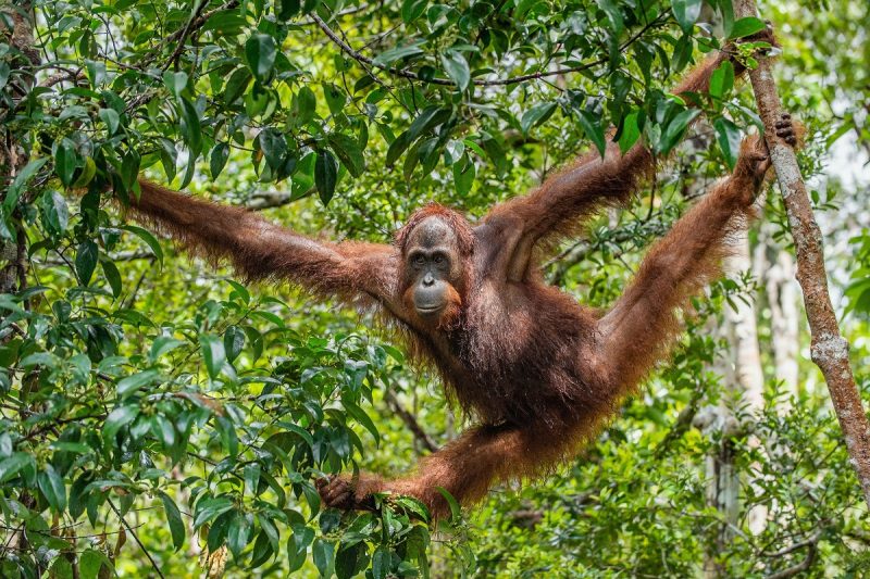 Bornean orangutan on the tree under rain in the wild nature. Central Bornean orangutan ( Pongo pygmaeus wurmbii ) on the tree  in natural habitat. Tropical Rainforest of Borneo. Indonesia