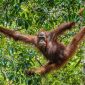 Bornean orangutan on the tree under rain in the wild nature. Central Bornean orangutan ( Pongo pygmaeus wurmbii ) on the tree  in natural habitat. Tropical Rainforest of Borneo. Indonesia
