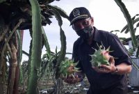 Wakil Ketua DPRD Kaltim Muhammad Samsun, panen buah Naga di Samboja, Kukar.