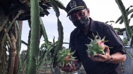Wakil Ketua DPRD Kaltim Muhammad Samsun, panen buah Naga di Samboja, Kukar.