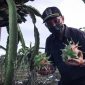 Wakil Ketua DPRD Kaltim Muhammad Samsun, panen buah Naga di Samboja, Kukar.