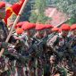 14 ribu personel TNI dilibatkan dalam penyelenggaraan KTT G20 (cnnindonesia.com)