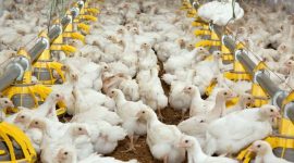Ilustrasi. Peternakan ayam pedaging. Kemenkes meminta semua peternak untuk waspada sebaran flu burung di Indonesia. (Dok. efs-holland.com)