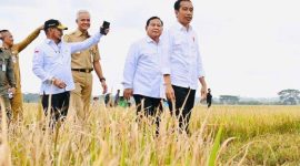Presiden Joko Widodo bersama Menteri Pertanian dan pejabat negara lainnya termasuk Ganjar Pranowo sebagai Gubernur Jawa Tengah melakukan panen raya di Kabupaten Kebumen, Jawa Tengah. (Dok. Tribun Jateng)