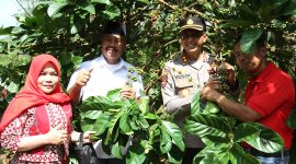 Kopi Luwak dari Desa Perangat Baru, Kukar Dapat Harga Tinggi hingga Rp5 Juta per Kilo (ist)
