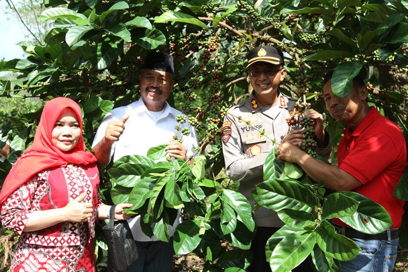 Kopi Luwak dari Desa Perangat Baru, Kukar Dapat Harga Tinggi hingga Rp5 Juta per Kilo (ist)