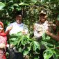 Kopi Luwak dari Desa Perangat Baru, Kukar Dapat Harga Tinggi hingga Rp5 Juta per Kilo (ist)