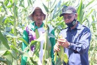 Wakil Ketua DPRD Kaltim Muhammad Samsun saat melakukan Panen Jagung (Mediaetam.com/Istimewa).