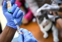 Ilustrasi. Petugas kesehatan melakukan persiapan vaksin rabies. (Dok. CNNIndonesia)