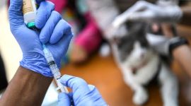 Ilustrasi. Petugas kesehatan melakukan persiapan vaksin rabies. (Dok. CNNIndonesia)