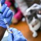 Ilustrasi. Petugas kesehatan melakukan persiapan vaksin rabies. (Dok. CNNIndonesia)